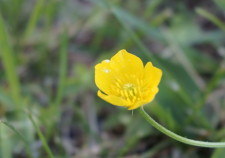 Closeup of a baby daffodil flower