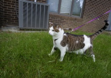 Cat on a leash staring at something