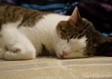 Cat sleeping