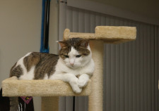 Cat perched a top a cat tree